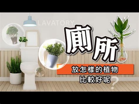 廁所放的植物|廁所可以放植物嗎？適合放在浴室、廁所的植物推薦